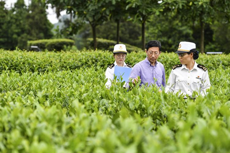 茶叶已成为遵义第一大出口商品